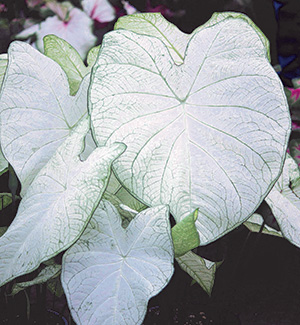 Garden White